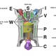 Image for article titled How Variable Valve Timing Works
